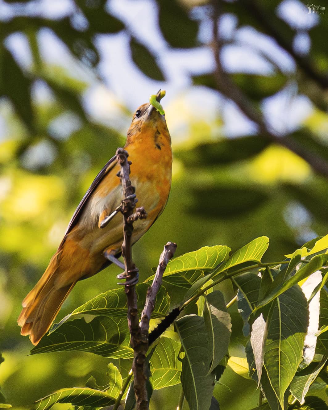 A Yellow Bird perched on a tree branch